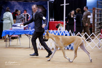 Owner Handler BIS Sun Ring