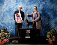 Miniature Pinscher #5 Thurs BISS SPIVA Joan P & Kim Swilling Judge Larry C Abbott