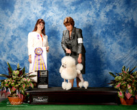 Poodle Miniature #14 Thurs S1 BOB GAUCHE Cathy K & Jerry N Gauche Agent Laurel Berg Judge Fatima Crump