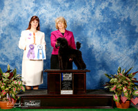 Poodle Miniature #9 Thurs S1 BOW Maj HEMPHILL Cheryl Agent Betty Brown Judge Fatima Crump
