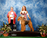 Airedale #12 Thurs Maj WB Mitchell Susie Mark Mitchell A Brinker J Clarke Judge Mrs Carolyn Taylor
