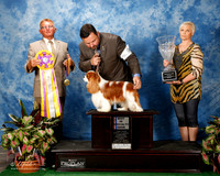 Cavalier King Charles Spaniel #9 Thurs BISS Henry Dr Bruce and Shirley Agent Clint Livingston Judge Mr Brian Rix