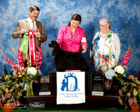 Cocker Spaniel Black #8 Thurs Best Vet BOS Moore Linda G Judge Mr James Fehring