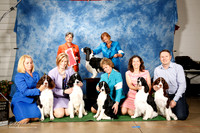 English Spinger Spaniel #12 Thurs Brood Bitch Lodge Dana and Susie Shore and Ann LaFernier Judge Mrs Delores Burkholder