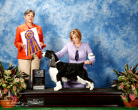 English Spinger Spaniel #14 Thurs BISS Lafernier Ann and Dana Lodge and Susie Shore Judge Mrs Delores Burkholder