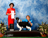 English Springer Spaniel #12 Thurs BOS to Vet Sweeps Lodge Dana and Susie Shore and Ann LaFernier Judge Linda Clark