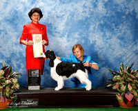 English Springer Spaniel #16 Thurs Best Puppy in Sweeps Robinett Jessica Dana Lodge Judge Linda Clark