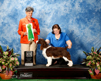 English Springer Spaniel #28 Thurs Best Puppy Dean Jacquie Judge Mrs Delores Burkholder