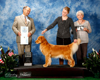 Golden Retriever #40 Thurs SB Curran Shari and Catherine Meddaugh Judge Mr Bill Lauderdale