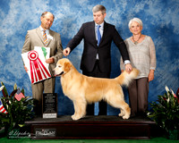 Golden Retriever #69 Thurs BOS to Best Vet Caldwell Richard and Patti Agent Christopher Keith Judge Mr Bill Lauderdale