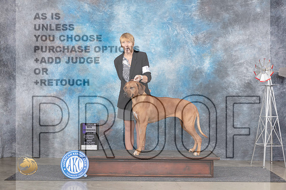 Rhodesian Ridgeback #8 FriWBM Judge Ann Roth__JP_5296_Amarillo_2024_HR3
