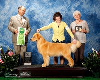 Golden Retriever #81 Thurs Best Puppy Lemon Robert and Brianna Bischoff Agent Sherri Samel Hurst Judge Mr Bill Lauderdale