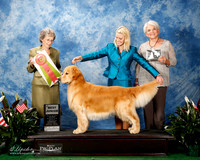 Golden Retriever #J600 Thurs Best JR Curran Shari Cathy Meddaugh and Barbara Brown Judge Mrs Paul M Lachnitt