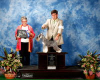 Miniature Schnauzer #20 Thurs Maj WB NC Hartshorn Dr Rod and Laura and Christopher Hallock Judge Mrs Carolyn Taylor