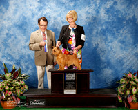 Norwich Terrier #27 Thurs Maj BOW Dodwell Caroline and Nancy Wilde Judge Dr Al Pertuit