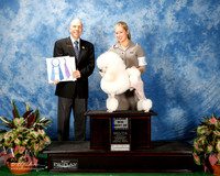 Poodle Miniature #19 Thurs S2 BOW Maj Best BBE Spurling April Pan Spurling Judge Larry Abbott