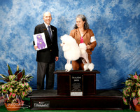 Poodle Miniature #20 Thurs S2 Maj WB Dorland Adrienne Judge Mr Larry Abbott