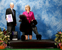 Poodle Standard #16 Thurs Maj WB Paula Morgan and Bert Morgan Judge Mr Larry Abbott