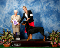 Rottweiler #42 Thurs Maj WB Keye Lisa Roger Keye Valerie McGraw Judge Sharon K Steckler