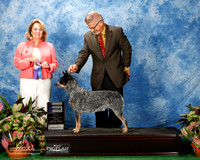 Australian Cattle Dog #12 Fri WB Jones Mehgan and Melissa Folks Judge Janet Turnage Nahikian