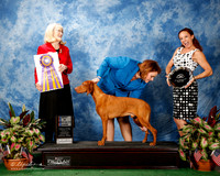 Vizsla #47 BOB Freyer Adrienne and Alan and Carol Zuercher Agent Kellie L Miller Judge Mary Ann Alston