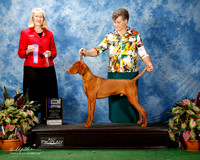 Vizsla #7 Thurs Maj WD Wellborn Chris and Raquel and A Hanson and B Kirven Judge Mary Ann Alston