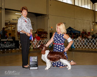 English Springer Spaniel #22 Fri Maj WB Wright Joleen Tobi Hensley Katie Effert Judge Sue Goldberg