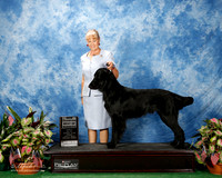 Flat Coated Retriever #5 Fri BOW NC Powrie Frances And Graeme Judge Dr Gerard C Penta