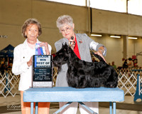 Scottish Terrier #19 Fri Maj BOW Winslow Donna Judge Francine W Schwartz