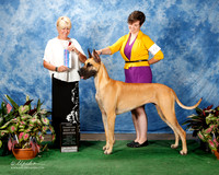 Great Dane #6 Fri BOW NC ridgway Nancy and Susan J OBrien Agent Aslynn Rose Judge Debra L Thornton