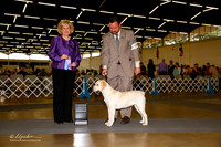 Labrador Retriever #18 Fri WB Thompson Jet Agetn Clint Livingston Judge Mrs Vicki Abbott