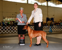 Rhodesian Ridgeback #16 Fri BOS Whitley Pam Elizabeth Lane and David Hurst Judge Theresa L Hundt
