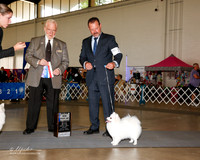 American Eskimo Dog #8 Fri Maj BOW Jester Carolyn Agent David M Harper Judge Dr Gerard C Penta