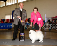 American Eskimo Dog #9 Fri BOB Blackburn Jackie and Charlotte Andrus Judge Dr Gerard C Penta