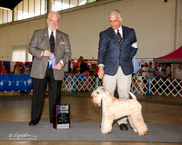 Soft Coated Wheaten Terrier #8 Fri MAj WB Arthur Gwen and Donald Judge Dr Gerard C Penta