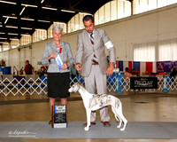Whippet #14 Fri Maj BOW Bahm Deborah Agent Ashlie Whitmore Judge Theresa L Hundt