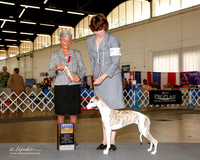 Whippet #18 Fri BOB Kuper Kerrie and N Barthelette and K Mlynar Judge Theresa L Hundt