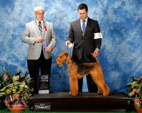 Airedale Terrier #16 Fri WB Surfus Agent Leonard Garcini Judge Robert Paust