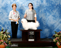 Coton De Tulear #10 Fri Maj BOB BOW Bearden Sandra Judge Sue Goldberg