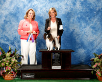 Papillon #17 Fri Maj BOW NC Hill S D Garofalo M Garofalo and Gia Garofalo Judge Janet Turnage Nahikian