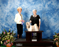 Shih Tzu #18 Fri WB Williams Mary Anne Judge June A Penta