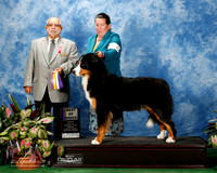 Bernese Mountain Dog #8 Fri BOB Fuselier Nancy DVM And Mary Bugg and Dawn Gabig Judge Vincent P Chianese