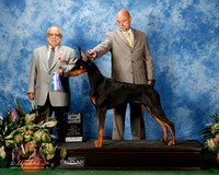 Doberman Pinscher #7 Fri WD Maj BOW Nickels Rhonda A Norman B Kenney and M Kramer Judge Vincent P Chianese