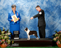 Boston Terrier #J755 Fri Best Jr Binder Richard and Doreen Brunning and Camie Brunnings Judge Mary Ann Alston