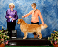 Golden Retriever #25 Fri Maj WD Allen Jane Ann Agent Diane Mueller Judge Vicki Abbott
