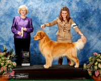 Golden Retriever #51 Fri BOB Thompson Susie Judge Vicki Abbott
