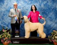 Afghan Hound #6 Fri BOB Brody Brenda and Neil G Judge Robert Paust