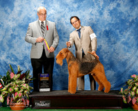 Airedale #9 Fri BOB Pedersen Thomas and Janis Linn Judge Robert Paust