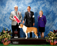 American Staffordshire Terrier #9 Fri G2 Heath Evelyn Judge Robert Paust