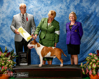 Bull Terrier #5 Fri G3 Smith Zane and Glenna Wright Agent Jill Bell judge Robert Paust